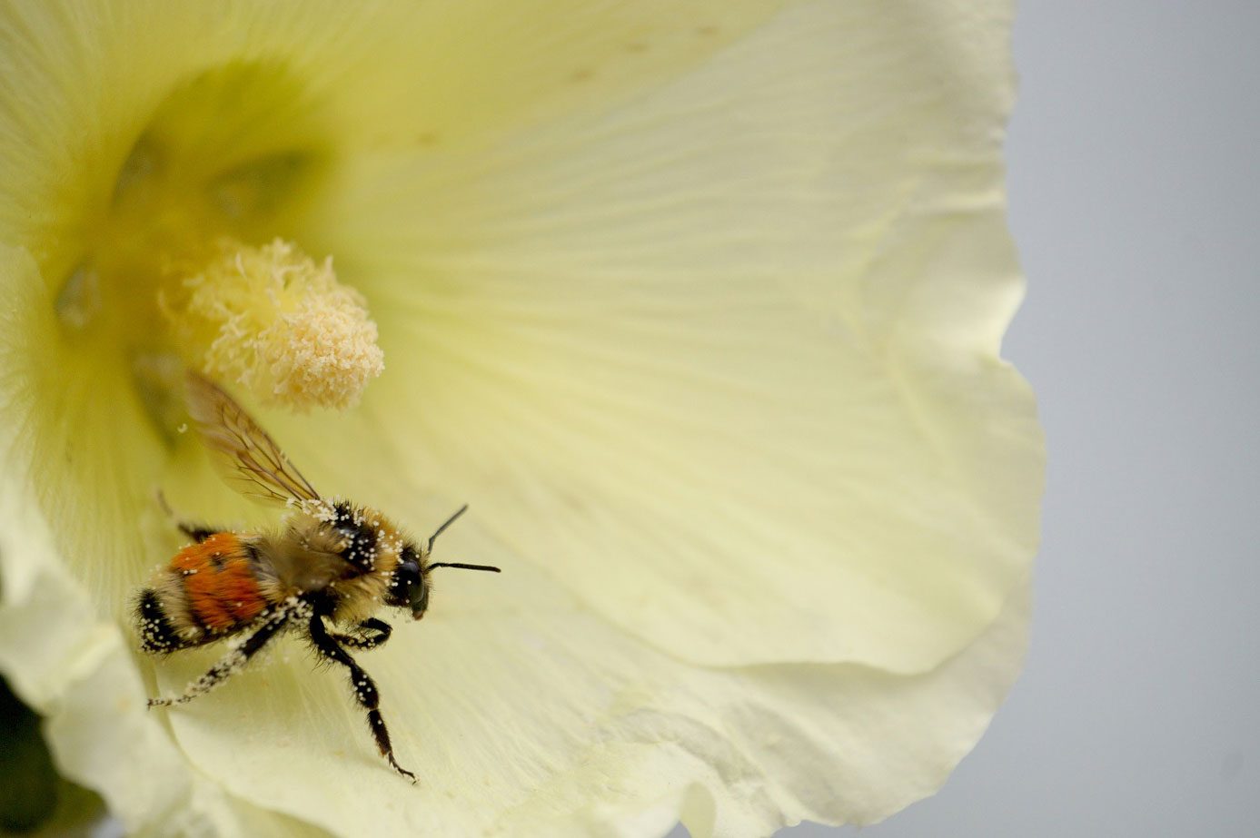 naturally extracted pollen for menopause, from SEID Lab